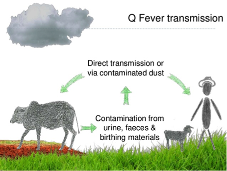 What Causes Q Fever