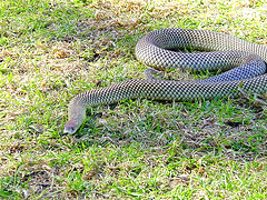 TODAY - A crop farmer has captured this incredible photo of a baby brown  snake caught and killed by a daddy long-legs spider on his farm at  Griffith, NSW. Only. In. Australia. (