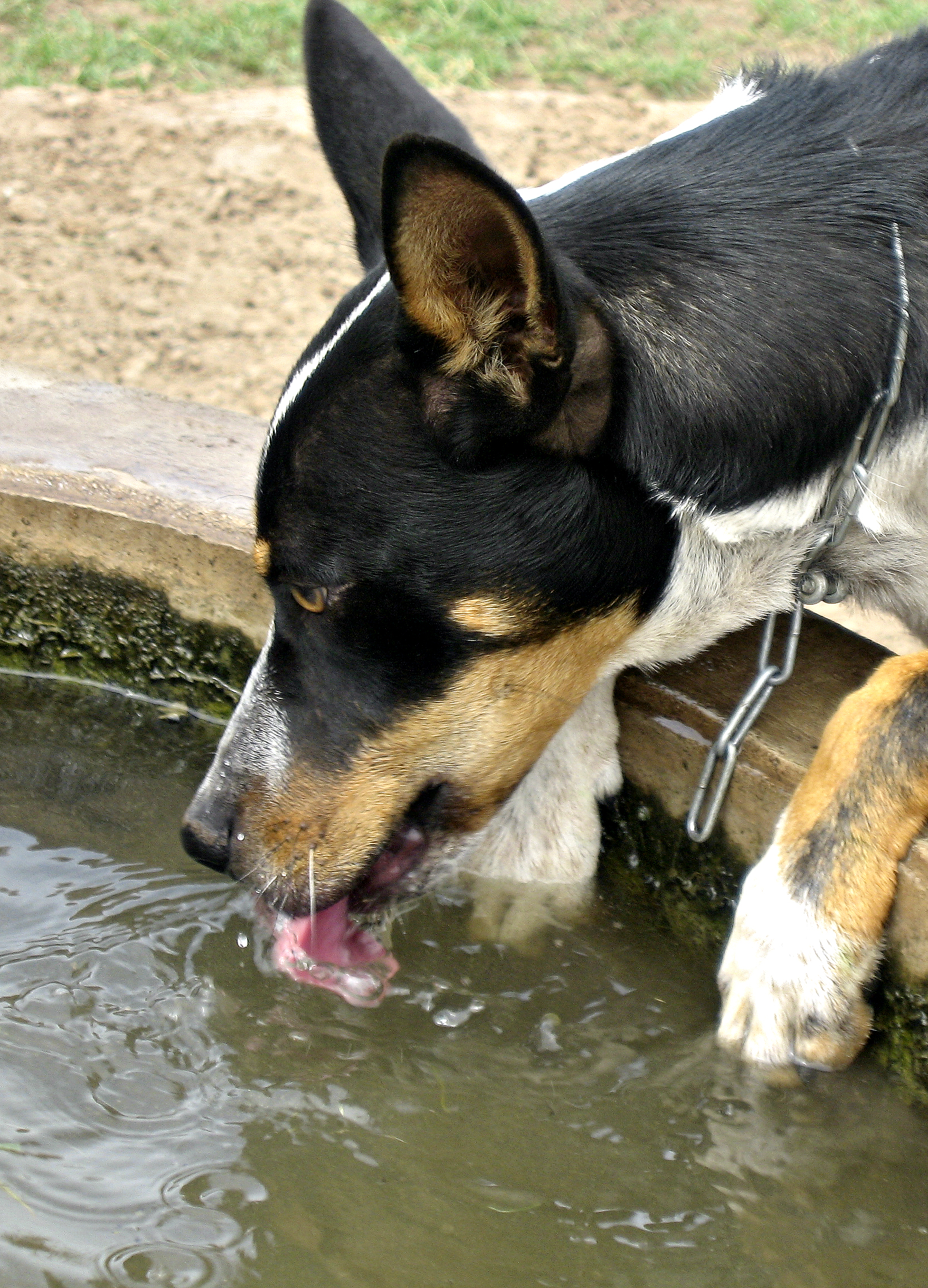 "Beau Working up a Thirst." Image by Zoe Burge. 2012 Winner - 'Images of Farm Life' - Primary Category